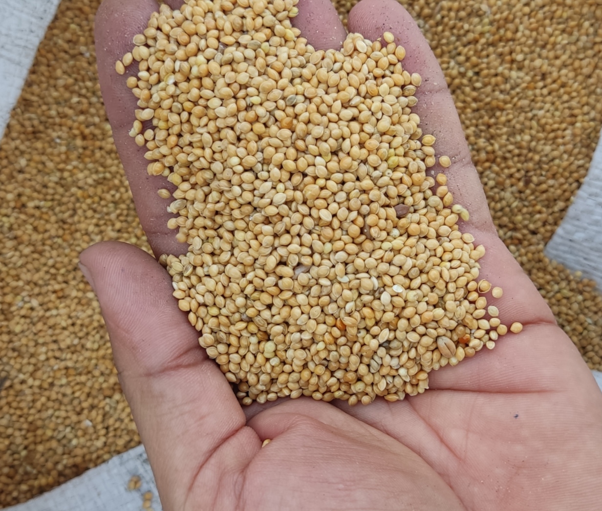 ارزن درشت خارجی اعلا وزن ۱ کیلوگرم